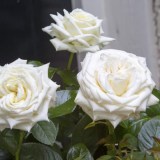 Айл оф Уайт_0x160 Любимый сад